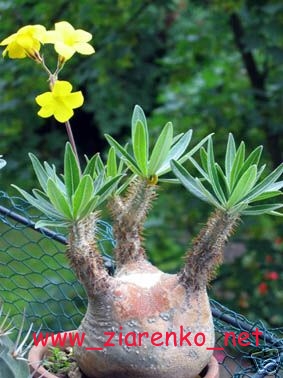Mini Baobab (Pachypodium rosulatum)