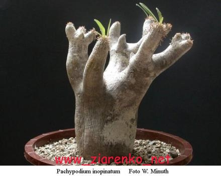 Mini Baobab (Pachypodium rosulatum)
