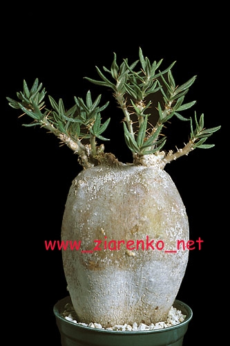 Mini Baobab (Pachypodium rosulatum)