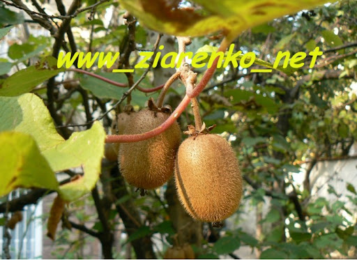 Kiwi Actinidia Chińska