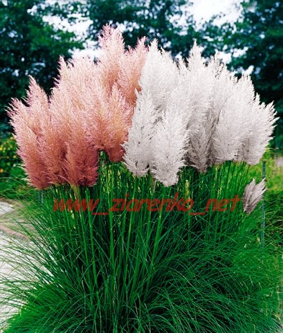 http://lh4.ggpht.com/_Sk1BvEVaxbs/S5fid3gFJZI/AAAAAAAAAT0/AkIv6qF1Qu0/pampaswhiteandpink.jpg