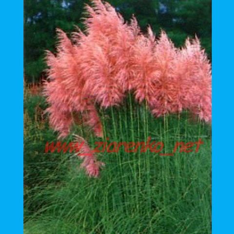 trawa pampasowa różowa Cortaderia Selloana