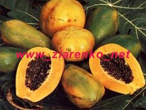 papaja Carica papaya