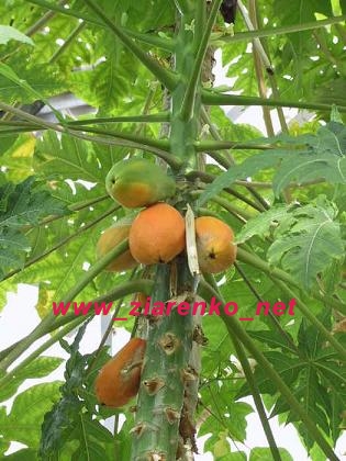 papaja Carica papaya