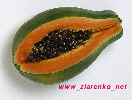 papaja Carica papaya