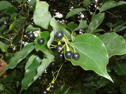 Cynamonowiec Kamforowy cinnamomum camphora