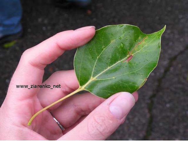 Cynamonowiec Kamforowy cinnamomum camphora