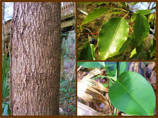 Cynamonowiec Kamforowy cinnamomum camphora