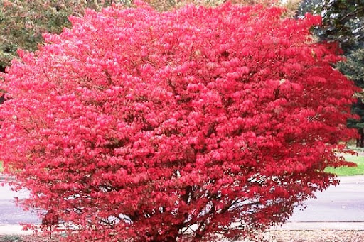 Płonący krzew Euonymus alatus