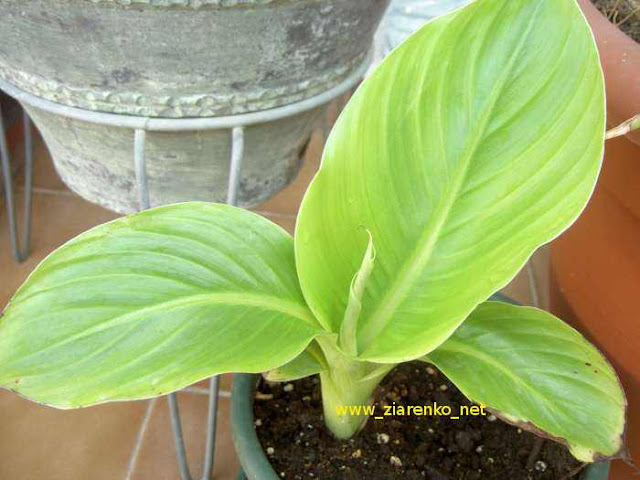 Musa ensete BANANOWIEC OZDOBNY banan