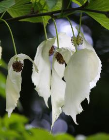 Drzewo chusteczkowe Davidia involucrata