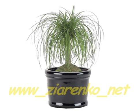 Noga Słonia Nolina recurvata