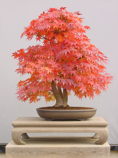 klon palmowy acer palmatum