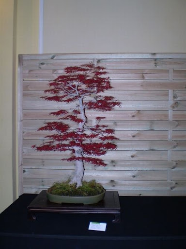 klon palmowy acer palmatum