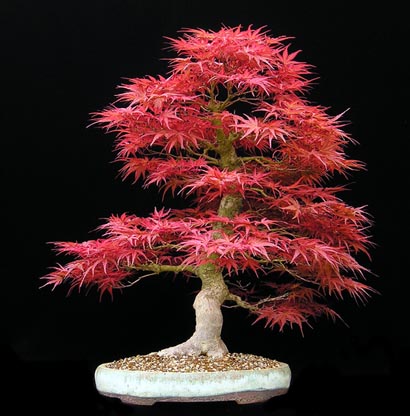 klon palmowy acer palmatum