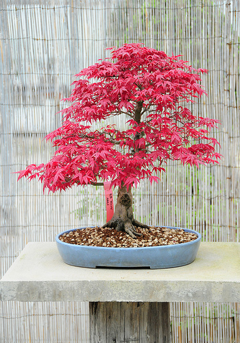 klon palmowy acer palmatum