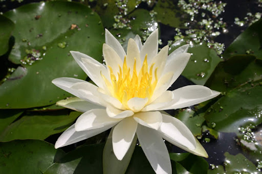 nymphaea juno Lilia wodna