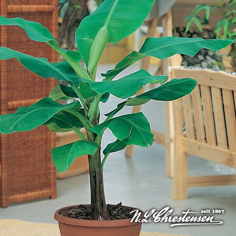 Musa ensete BANANOWIEC OZDOBNY banan