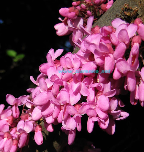 Mrozoodporny Judaszowiec Kanadyjski Cercis Canadensis