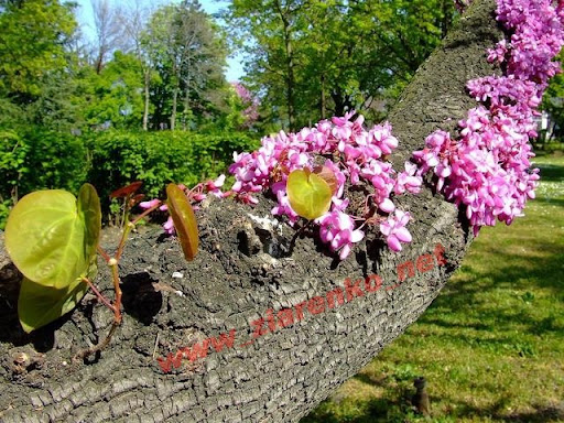 Mrozoodporny Judaszowiec Kanadyjski Cercis Canadensis