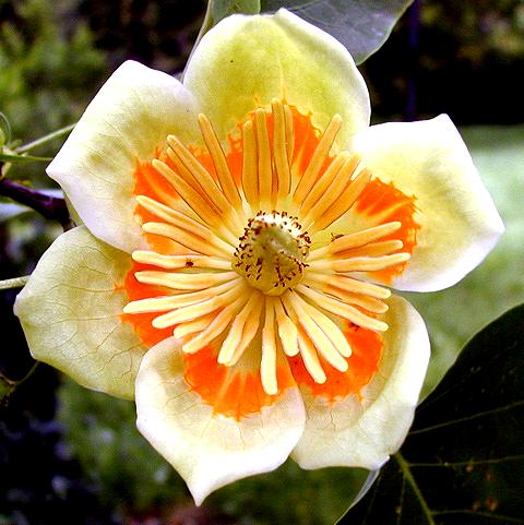 Tulipanowiec Mrozoodporny Liriodendron Tulipifera