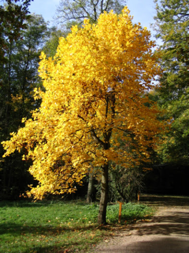 Tulipanowiec Mrozoodporny Liriodendron Tulipifera