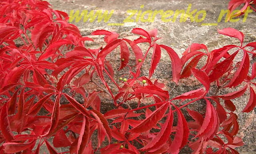 Winobluszcz pięciolistkowy (Parthenocissus quinquefolia)