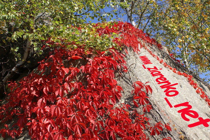 Winobluszcz pięciolistkowy (Parthenocissus quinquefolia)