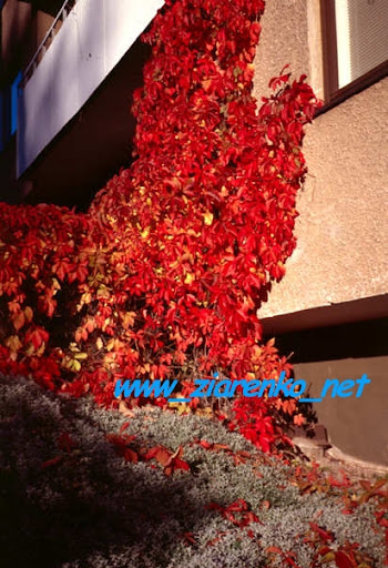 Winobluszcz pięciolistkowy (Parthenocissus quinquefolia)