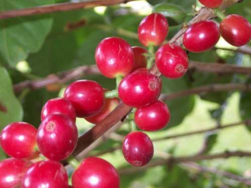kawa arabska coffea arabica