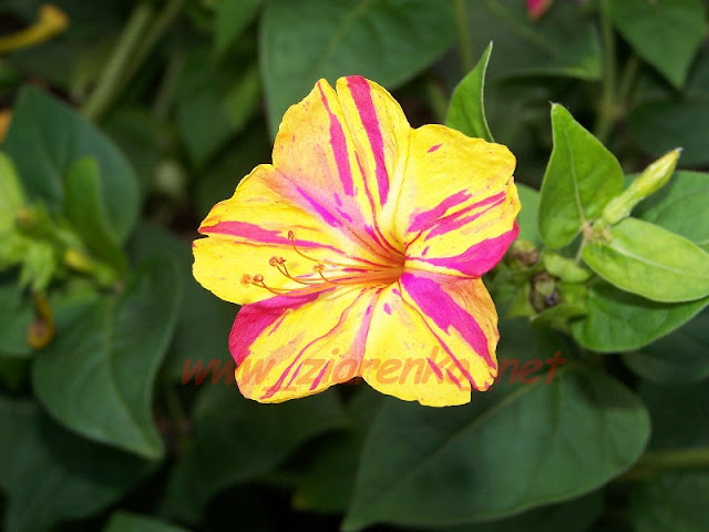 dziwaczek cudaczek mirabilis jalapa świecąca roślina