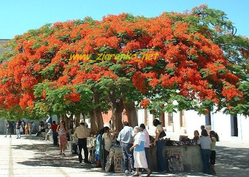 Płomień Afryki Delonix Regia