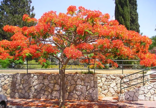 Płomień Afryki (Delonix Regia)