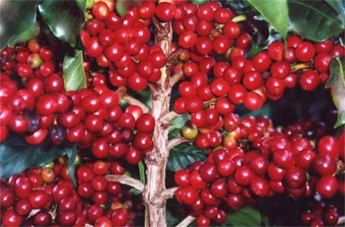 kawa arabska coffea arabica