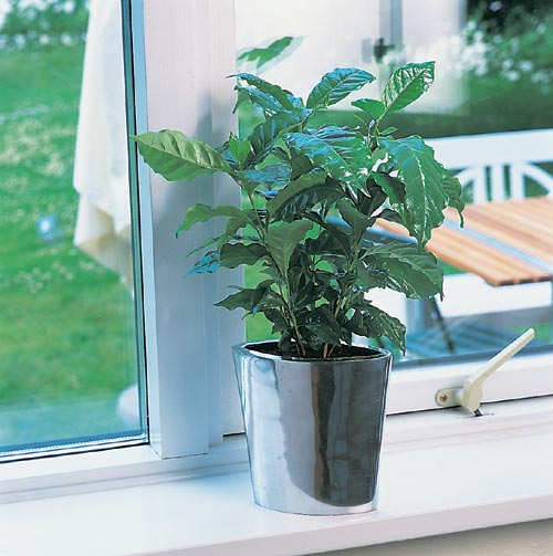 kawa arabska coffea arabica