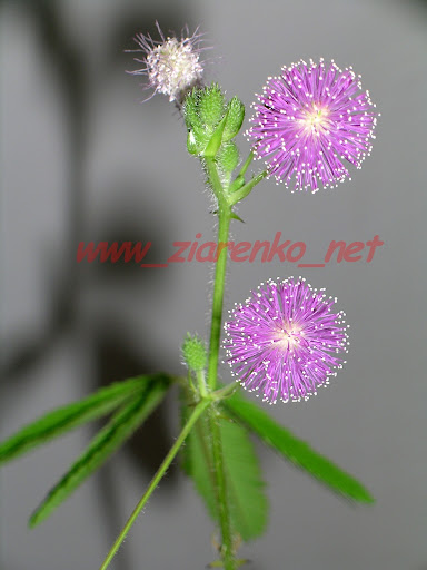 Mimoza wstydliwa Mimosa Pudica
