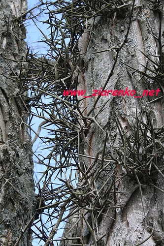 glediczja tr�jcierniowa Gleditsia triacanthos