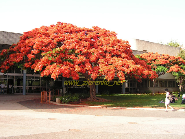 Płomień Afryki (Delonix Regia)