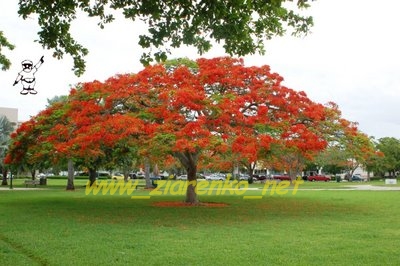 Płomień Afryki (Delonix Regia)