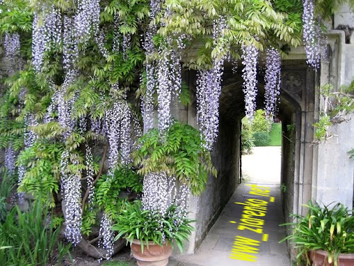 Glicynia Chińska Wisteria sinensis