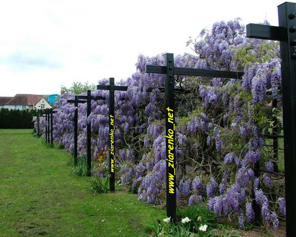Glicynia Chińska Wisteria sinensis