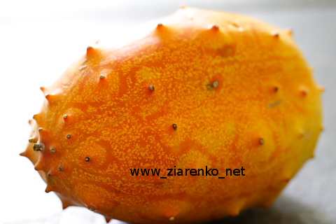 Kiwano Cucumis metuliferus