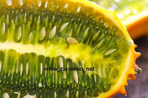 Kiwano Cucumis metuliferus