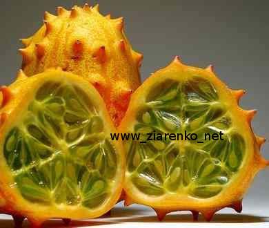 Kiwano Cucumis metuliferus
