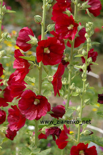 Malwa (Althaea rosea)