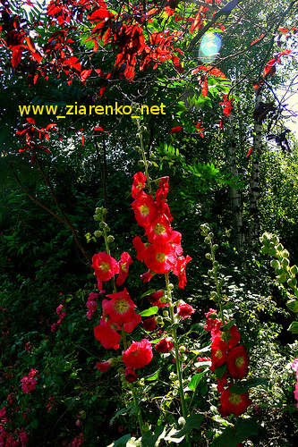 Malwa (Althaea rosea)