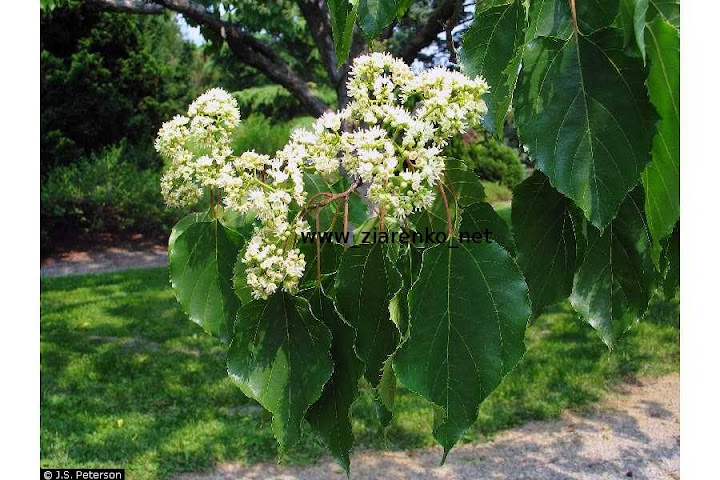 Howenia s�odka (Hovenia dulcis)