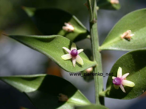 Ruszczyk kolczasty (Ruscus aculeatus)