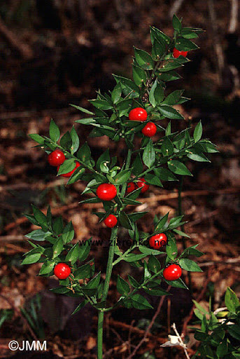 Ruszczyk kolczasty (Ruscus aculeatus)