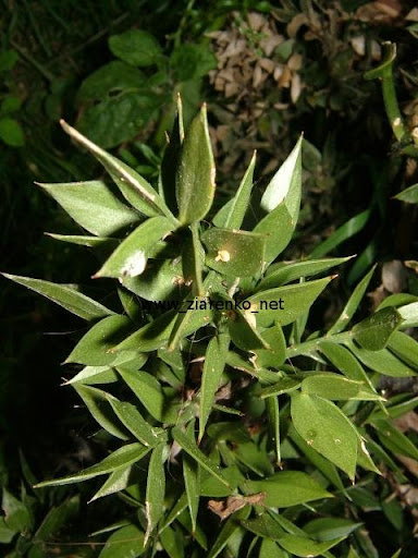 Ruszczyk kolczasty (Ruscus aculeatus)